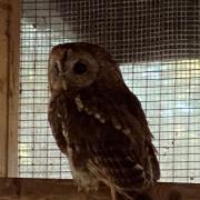 Moyles Court Wildlife Hospital received a report from Cedar Vets in Verwood of a tawny owl that was found ‘dumped and left to die in a waste bin’.