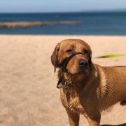 The current rule on restricting dog access to Dorset beaches bans dog walking from May 1 to September 30 every year.