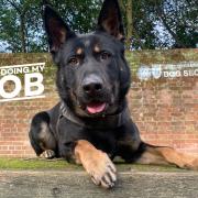 PD Blaze of Hants & TVP Police Dog Section.