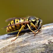 A man was reportedly stung by a wasp in Pride Place at around 4pm on September 9, prompting an attendance by Dorset and Somerset Air Ambulance.