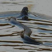 Grass snake at Alder Hill