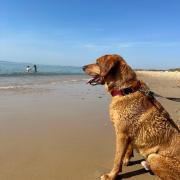 A dog on Hengistbury Head beach.