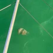 Large Jellyfish spotted off Boscombe Pier.