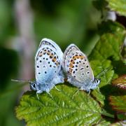 The National Trust said populations of the silver-studded blue butterflies at Studland heaths in Dorset, which the charity cares for, have seen a bumper year.