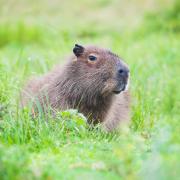 A capybara in the wild (Alamy/PA)