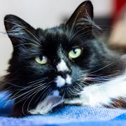 Marley beat thousands of entries to be named Cats Protection’s National Cat of the Year 2024 (Ciaran McCrickard/Cats Protection/PA)