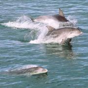 Don Williams, a Dorset Camera Club member was sailing along the Dorset coast with City Cruises Poole, when he came across the photogenic creatures.