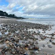 Scallops, mussels and razorfish were among the shellfish beached on the sand.