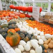 Surviving pumpkins and squashes at Kingston Lacy