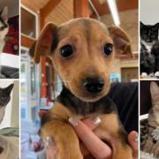 Could you give any of these Dorset RSPCA pets a home?