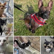 Could you give any of these Dorset RSPCA pets a home?