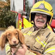 The four legged friend was soon caught free and reunited with its owners.