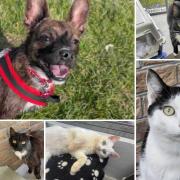 Could you give any of these Dorset RSPCA pets a home?