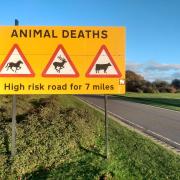 The crash happened on Roger Penny Way, one of the worst routes in the New Forest for animal accidents