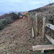 Coastline fencing being replaced to stop cows ‘escaping into the sea'