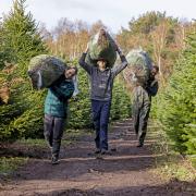 The Trinity Street Christmas Tree team carrying freshly cut Dorset grown Christmas trees on their local plantation