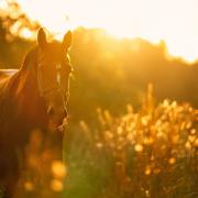 Police volunteers on horseback are needed for the New Forest