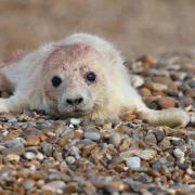 A newborn grey seal pup on the shingle at Orford Ness in Suffolk (National Trust/Ollie Page/PA)