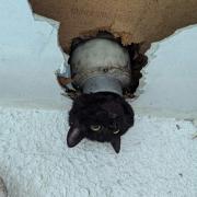 John the female cat was found wedged inside a drainpipe and rescued by crew at Clevedon Fire Station (Clevedon Fire Station)