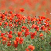 A roll of honour for Bournemouth's WW1 dead