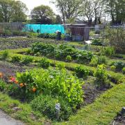 Allotments in Christchurch