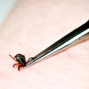 Lyme disease is spread by infected ticks