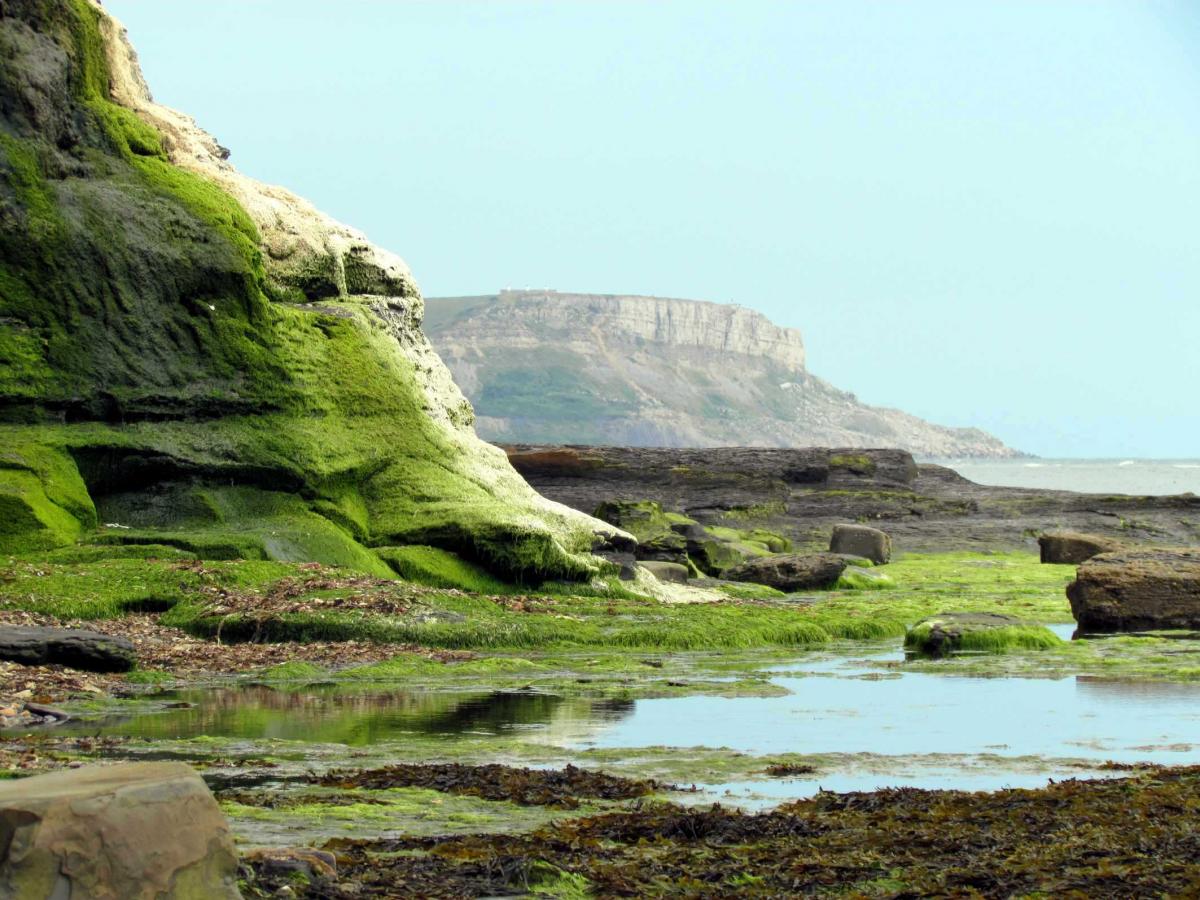 Clavill's Hard near Kimmeridge.  The natural colours at the moment are fascinating. Picture by Rick Hesslewood

