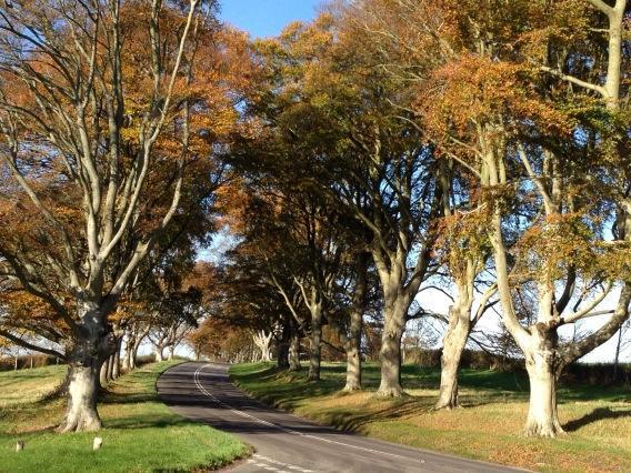 Beech Avenue by Cath Parslow
