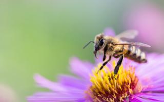 A bee pollinating a flower. Credit: Canva