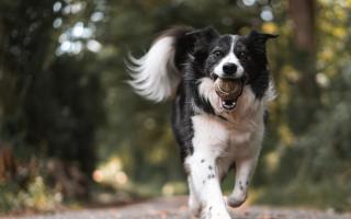 Dog owners warned over ‘highly poisonous’ conkers (Canva)