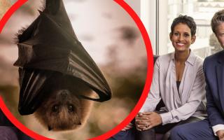 Naga Munchetty begs fans for help after bat brought into her home (Steve Schofield/BBC/Canva/PA)