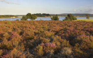 Landscape view of reserve showing heathland and water, Arne RSPB Reserve, Dorset. Picture: RSPB