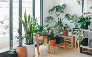 YouGarden tips to keep your house plants alive and thriving (Canva)