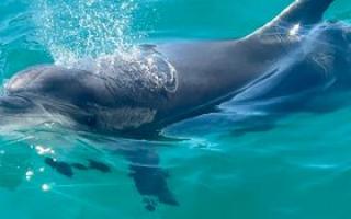 Dolphin spotted in Portland Harbour