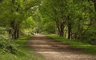 Pamela Barnwell, 88, was walking her dog in the New Forest when she was injured by a cow.