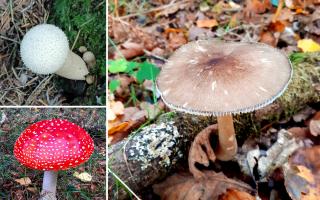 There are various different types of fungi to find in Dorset and the New Forest