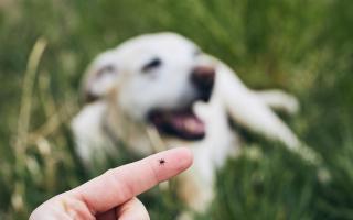 Ticks are tiny, spider-like creatures which feed on the blood of animals and humans