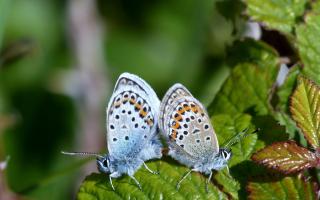 The National Trust said populations of the silver-studded blue butterflies at Studland heaths in Dorset, which the charity cares for, have seen a bumper year.