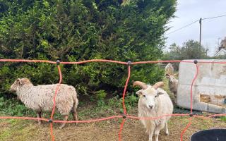 St Wolfrida’s Church in Horton has had to resort to employing the help of animals such as sheep, due to a lack of funding available for a gardener.