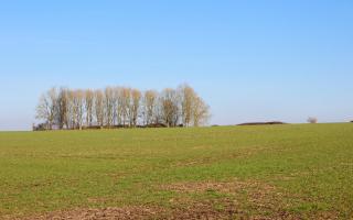 The long barrow alongside Dorset Cursus