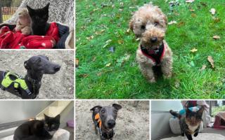 Could you give any of these Dorset RSPCA pets a home?