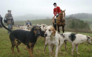 Fox hunt stock image