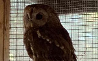 Moyles Court Wildlife Hospital received a report from Cedar Vets in Verwood of a tawny owl that was found ‘dumped and left to die in a waste bin’.