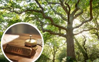 Deazle Wood in the New Forest. Picture: PA/National Trust (inset: Canva)