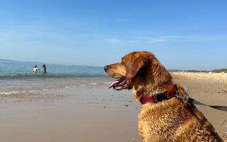 A dog on Hengistbury Head beach.