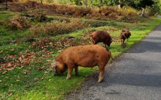 Hampshire and Isle of Wight Constabulary is warning motorists to be mindful of free-roaming animals in the New Forest as a result of the ritual.  