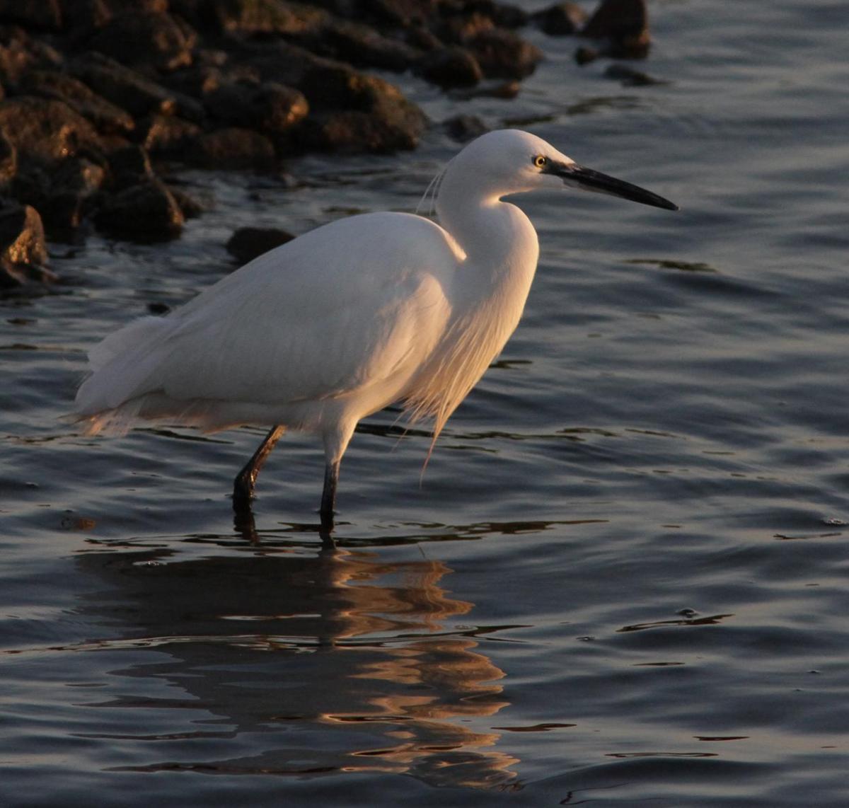 Little Egret taken at Holes Bay by Nick Mudge.