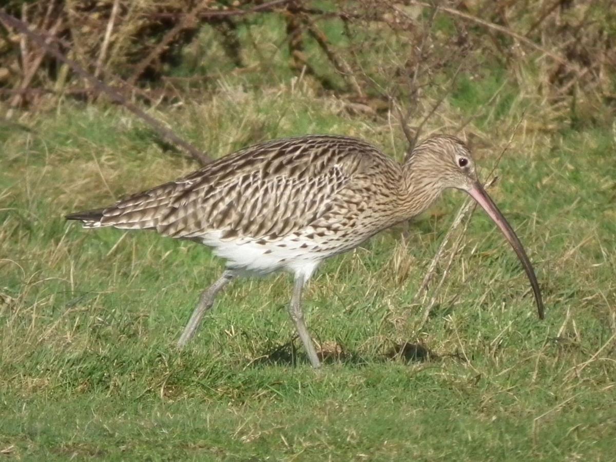 A Curlew on Stanpit marsh taken by Clinton Whale