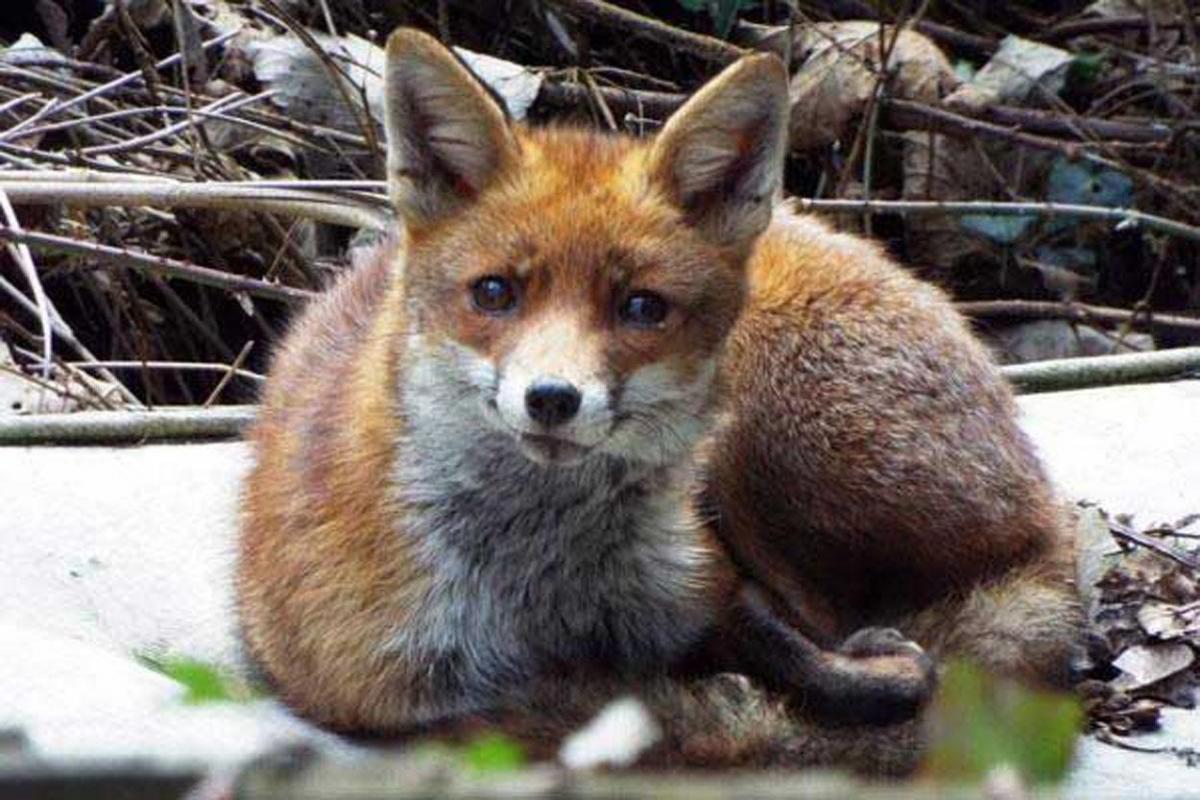 A fox trying to get some sleep on an abandoned mattress in a disused Bournemouth garden. Credit to Blue Planet Society @Seasaver