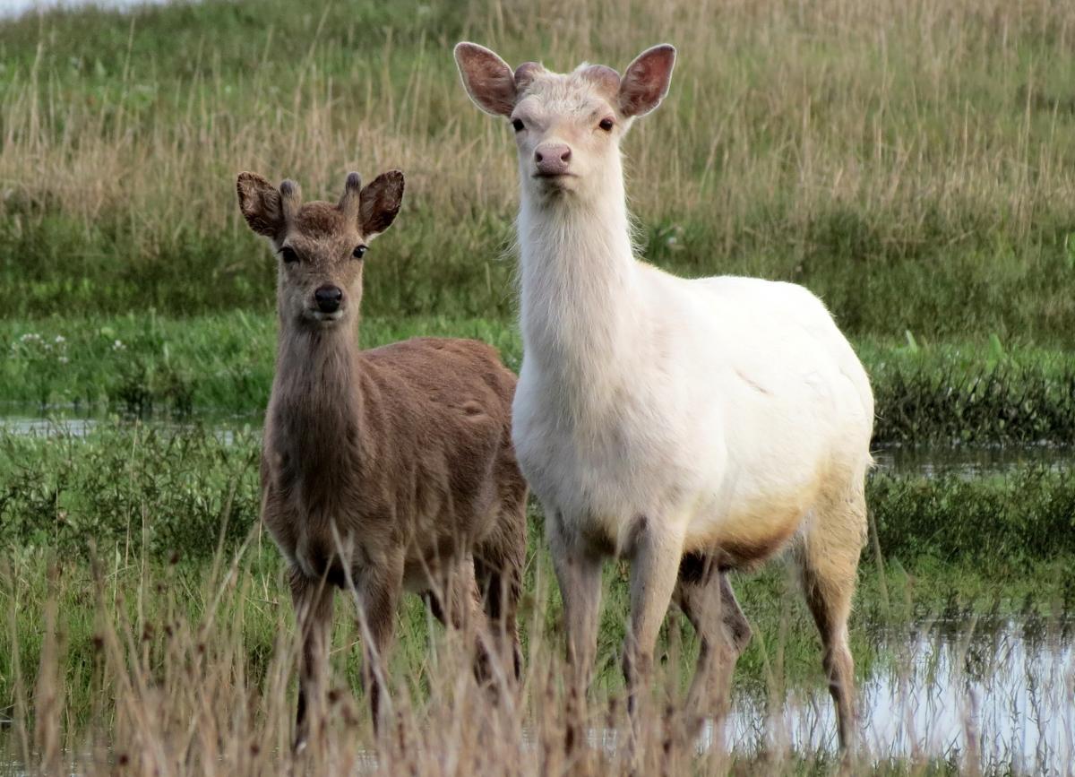 Deer at Arne taken by Simon Gregory  of Bournemouth